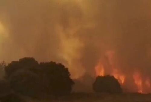 آتش سوزی های جنگلی در الجزایر ۴۲ کشته برجای گذاشت