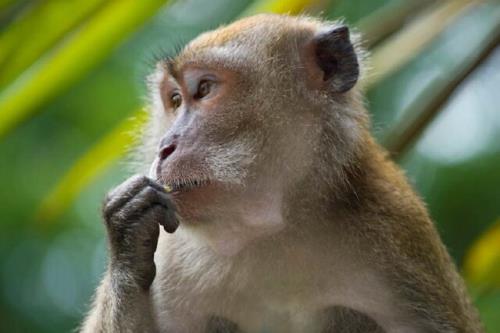 میمون ها ۴۲ نفر را در ژاپن زخمی کردند