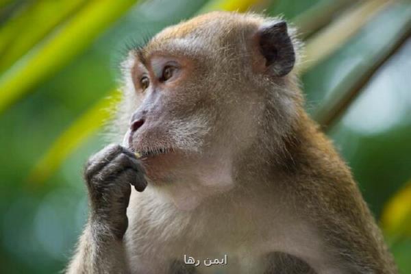 میمون ها ۴۲ نفر را در ژاپن زخمی کردند