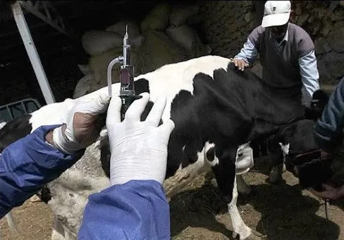 امکان انتقال تب برفکی به انسان وجود دارد؟