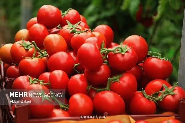 نقش گوجه فرنگی در سلامت لثه