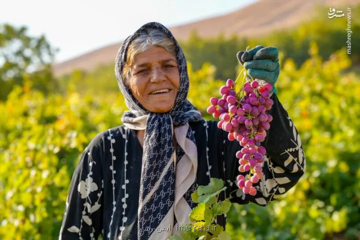 عکس، برداشت انگور از دامنه زاگرس